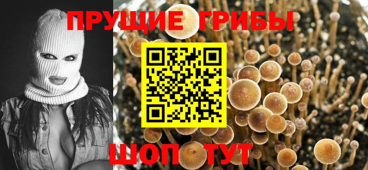 Галлюциногенные грибы Psilocybe Балашиха
